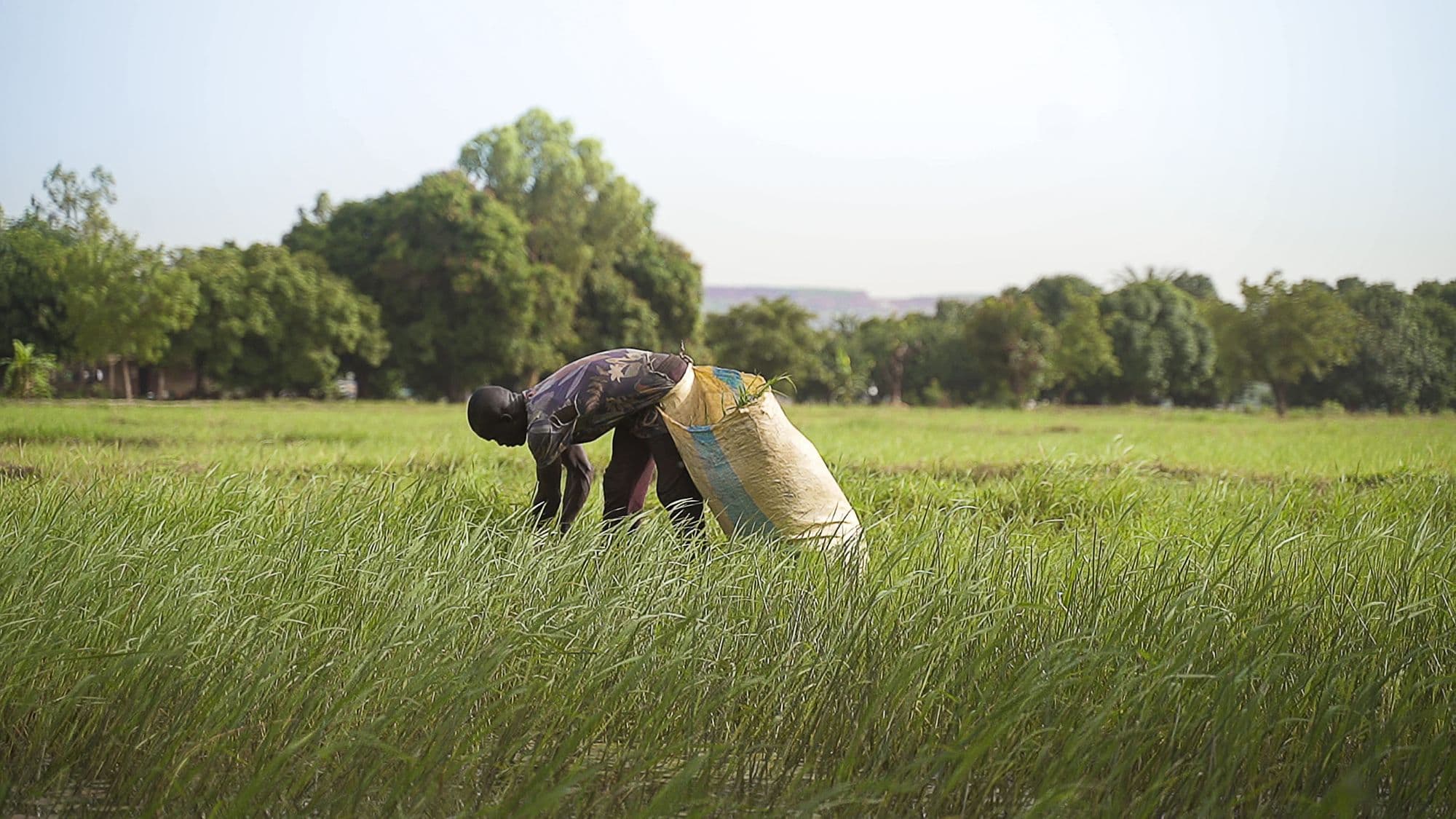 A farmer bent over in a field of tall green grass, gathering stalks into a large woven sack worn at the waist, with a line of trees and the edge of a plateau on the horizon.